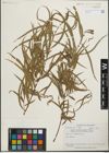 Foto von Salix humboldtiana Willd.